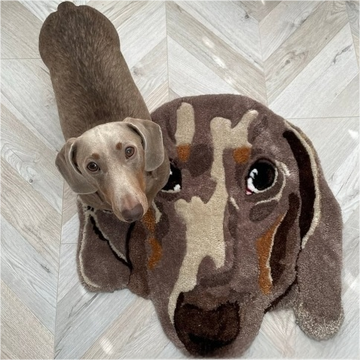 Pet Blanket