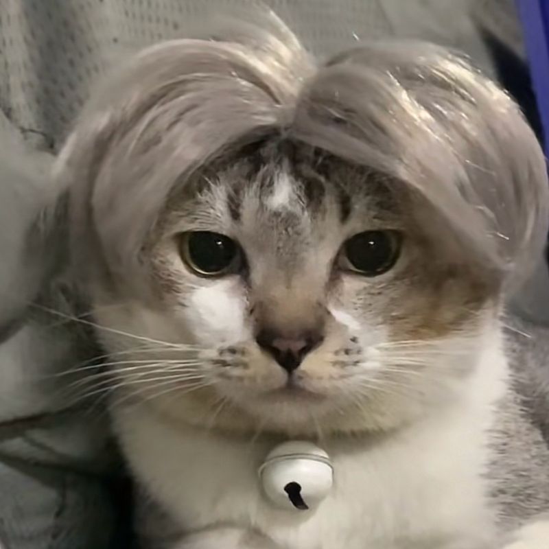 Pet Wig