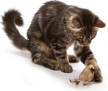 1 Pcs Interactive Cat Toy - Real Mouse Electronic Sound