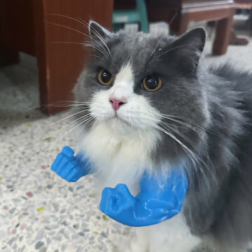 Creative Cat Muscle Arms