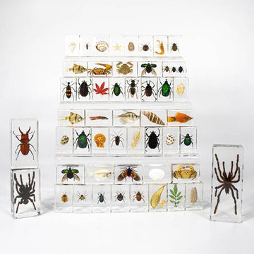 Marine & Insect Specimens