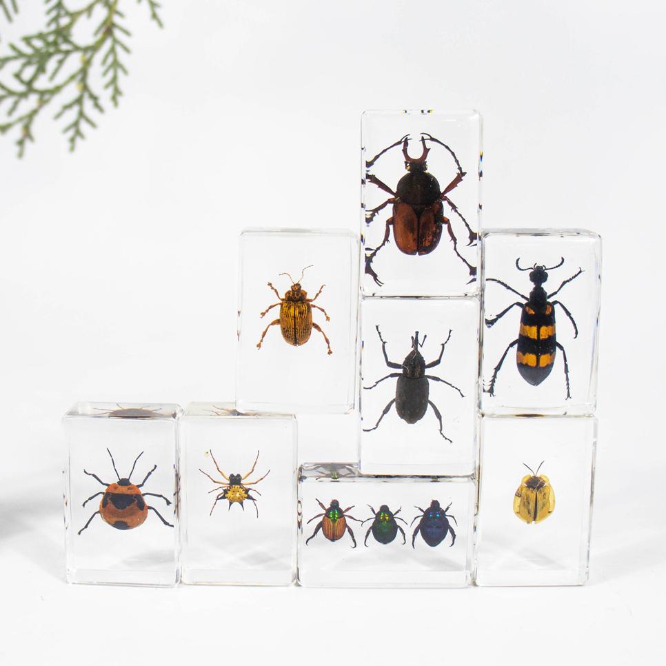 Marine & Insect Specimens