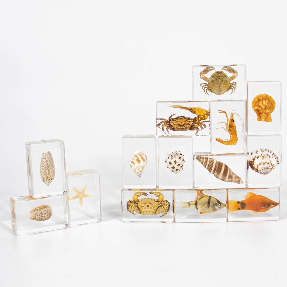 Marine & Insect Specimens